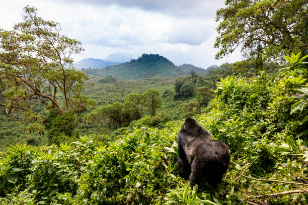 Exploring Rwanda: The Land of a Thousand Hills with Kigali RentCar